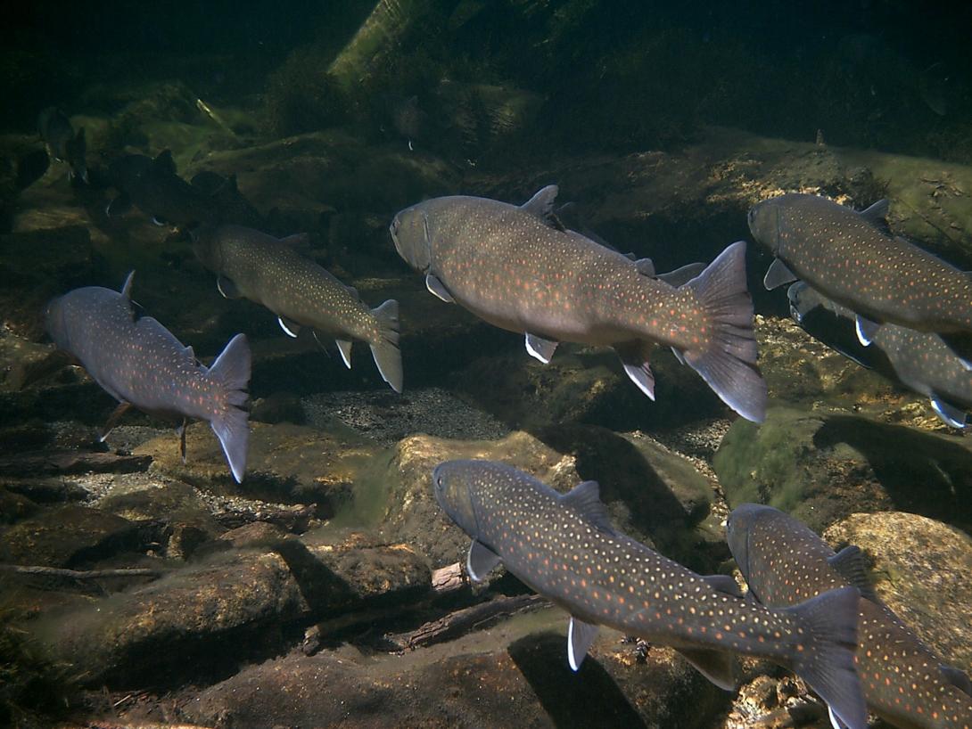 bulls-trouts-
