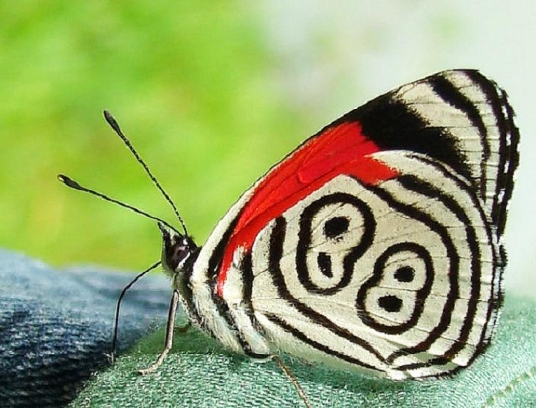 Η πεταλούδα με το Νο 88