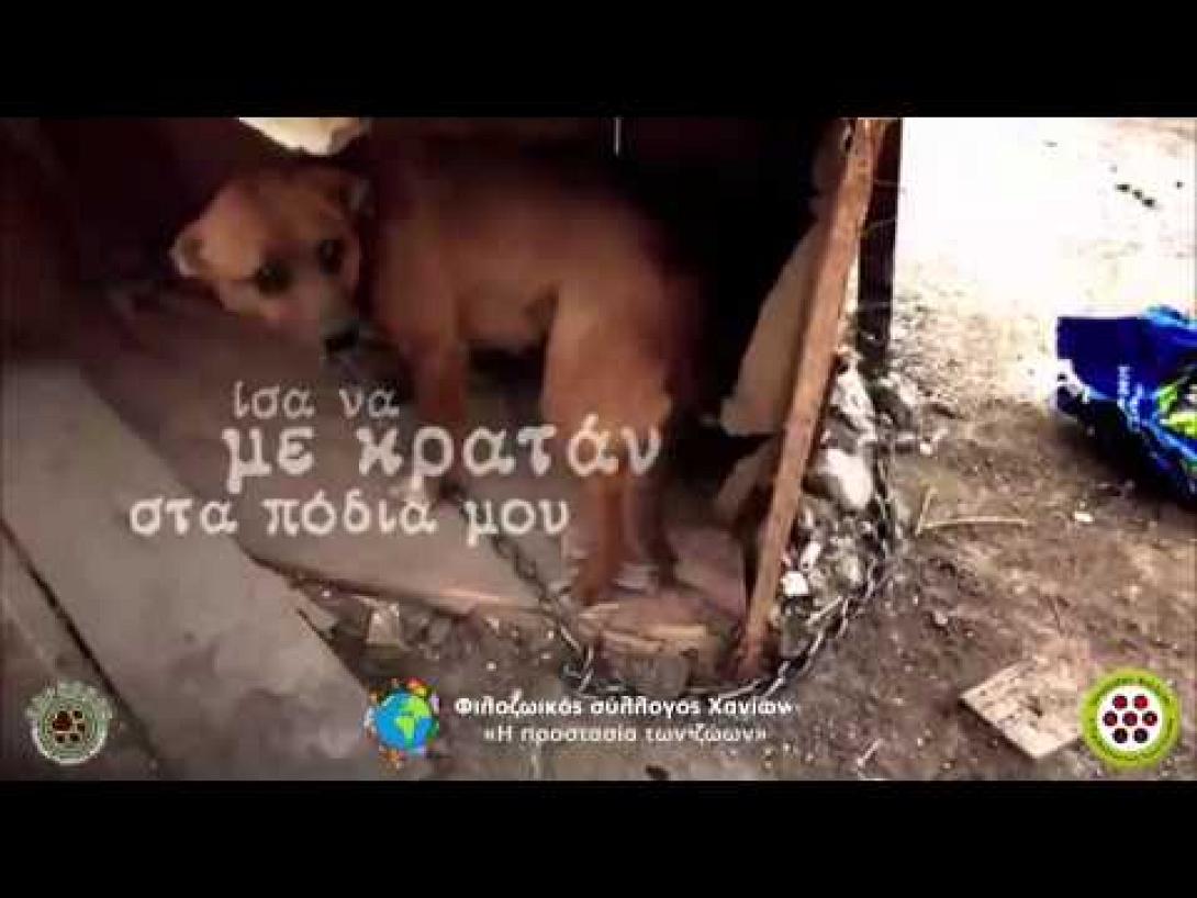 &quot;Σώστε τα βαρελόσκυλα της Κρήτης&quot; - Βίντεο για την ευαισθητοποίηση του κόσμου