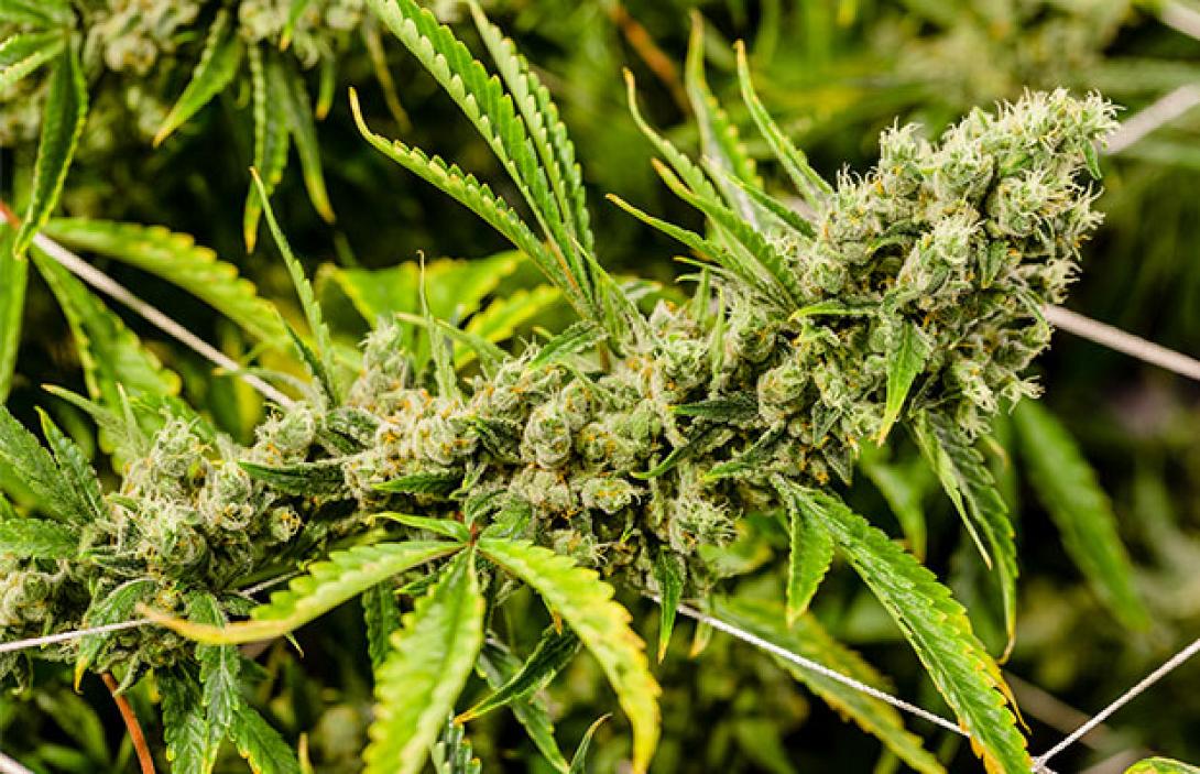 cannabis-1.jpg