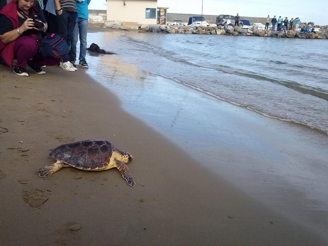 caretta caretta