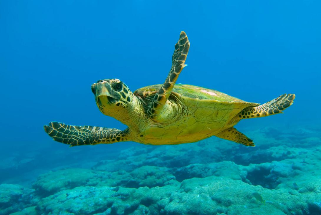 caretta_caretta.jpg