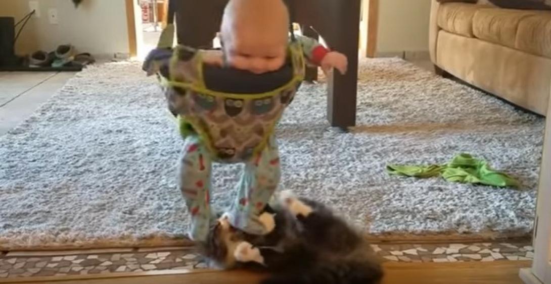 cat-baby.jpg