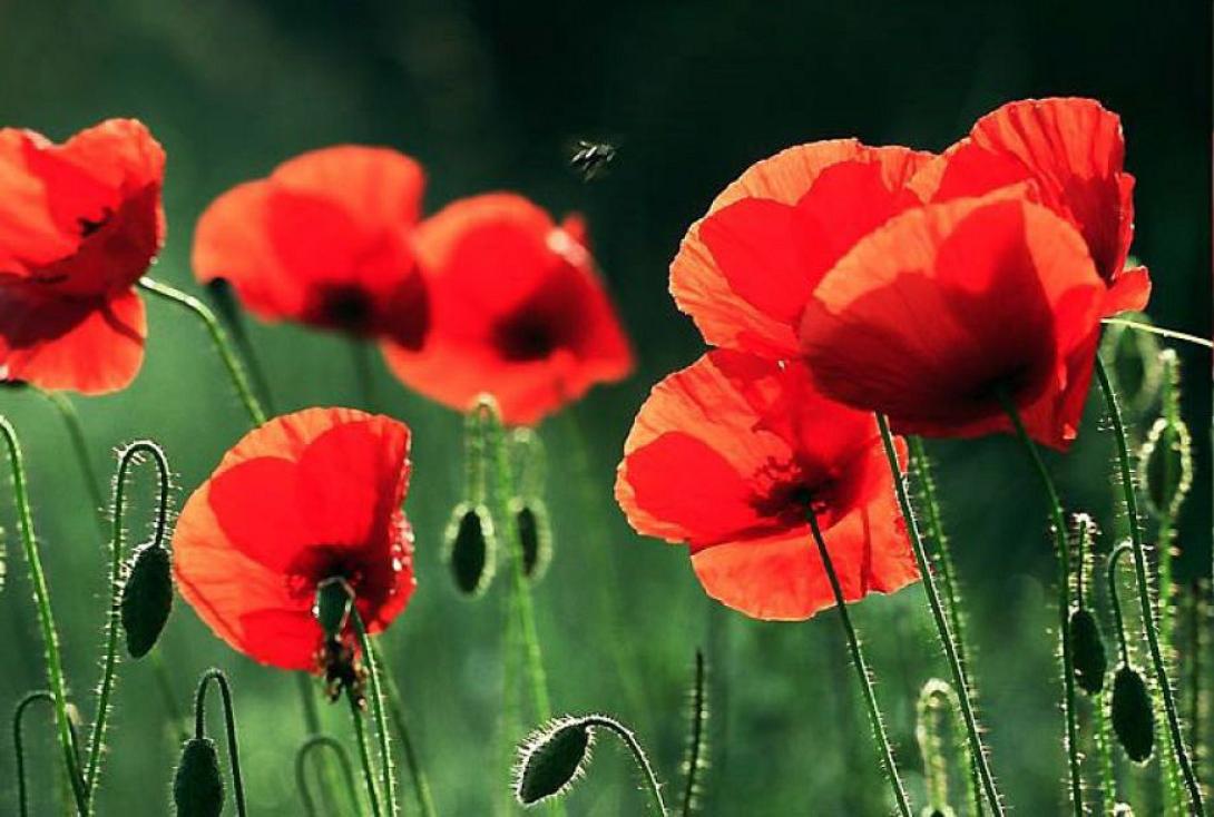 παπαρούνες