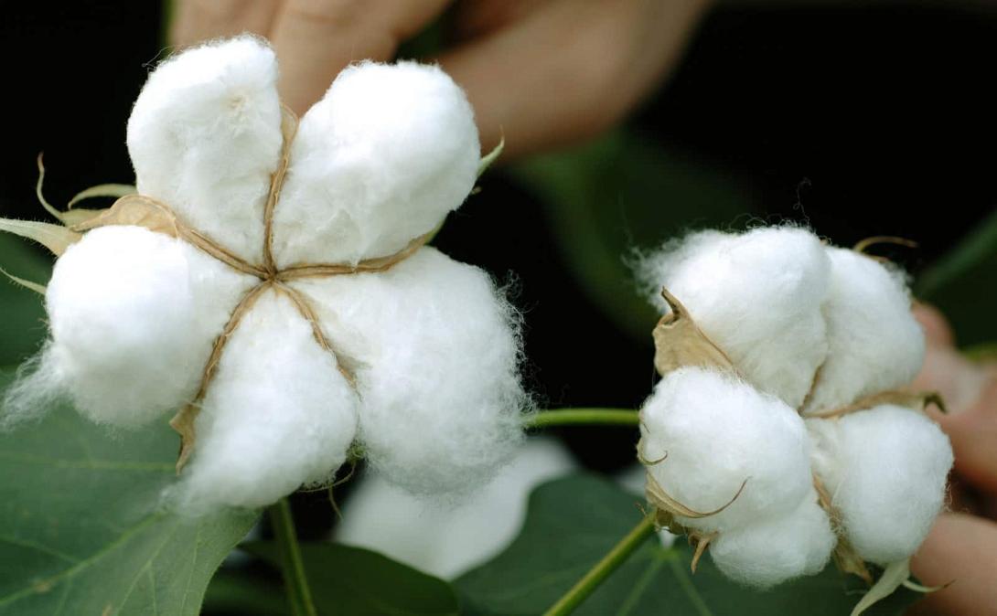 cotton-1.jpg