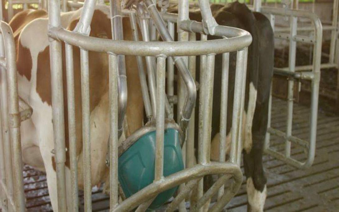 cow.jpg