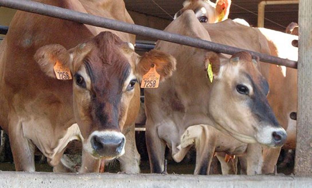 cows-580-x-350.jpg