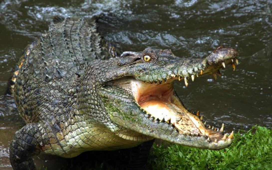 croc-a.jpg