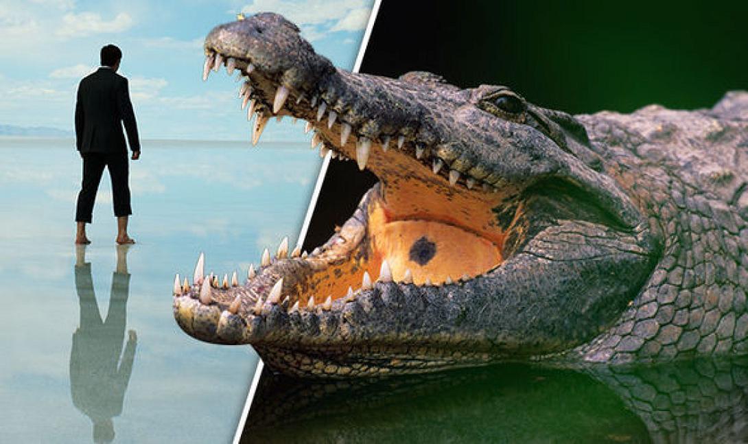crocodile.jpg