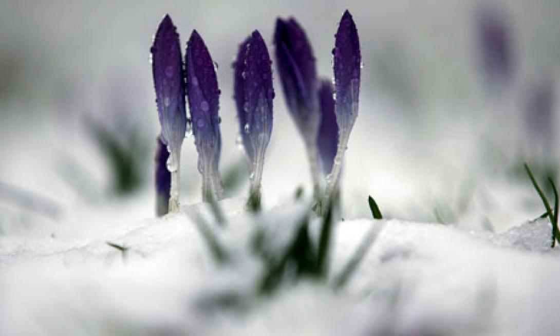 crocus.jpg