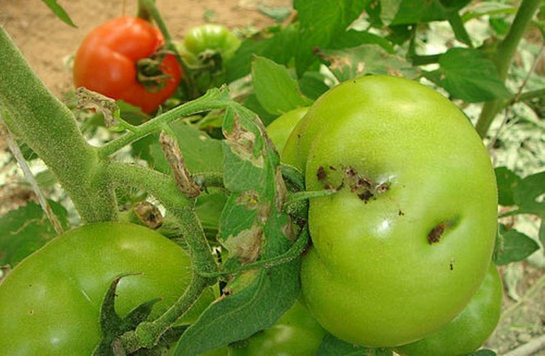 csm_tuta_absoluta_damage_on_tomatoes_3d0885024e.jpg