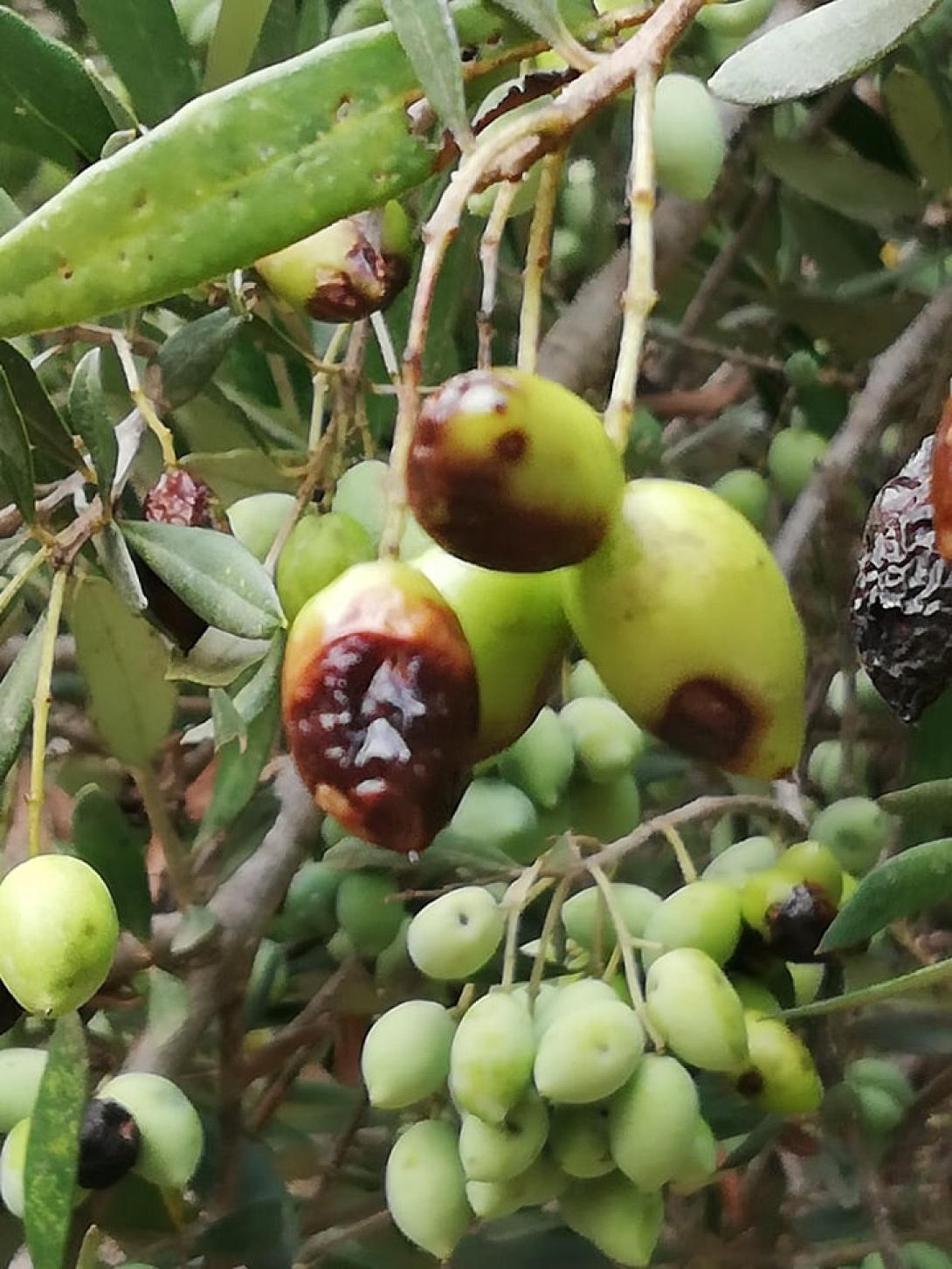 δάκος