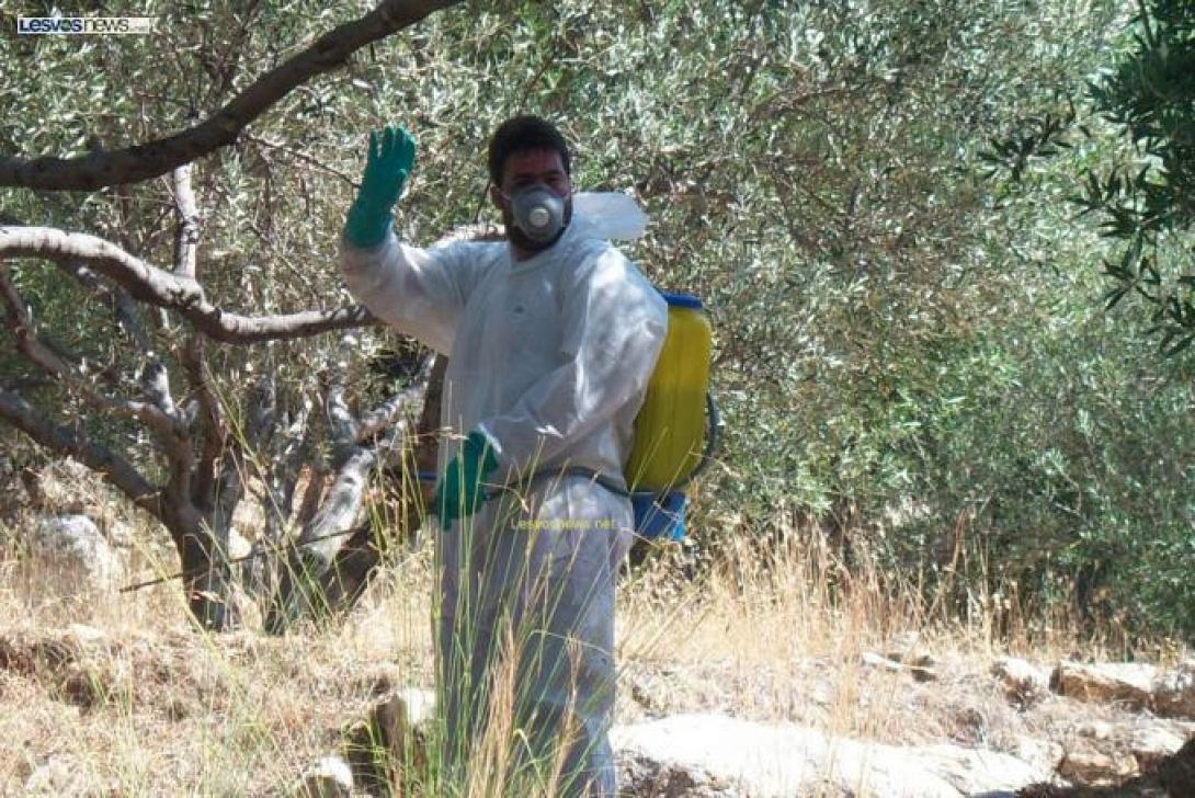 Καθησυχάζει ο Ευριπίδης Κουκιαδάκης για άμεση έναρξη της δακοκτονίας 