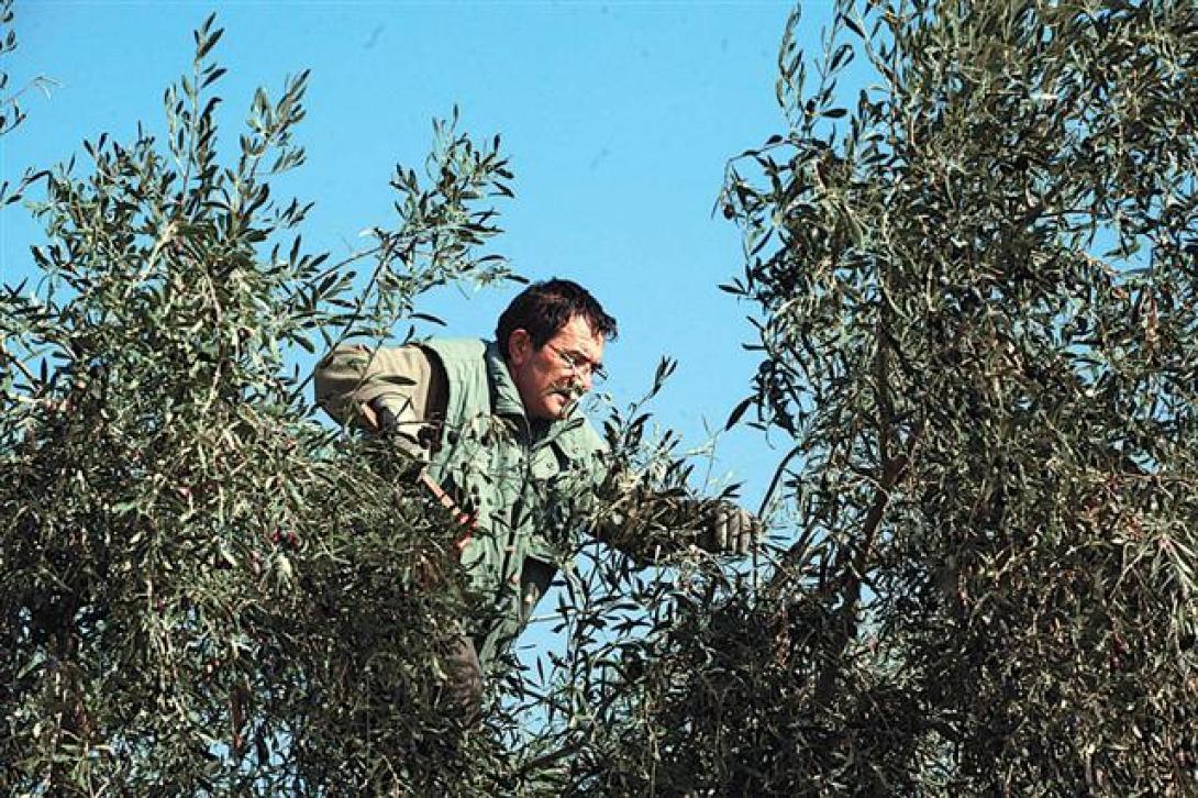 Σε 24 ώρες η απόφαση για την αύξηση των εργατών δακοκτονίας