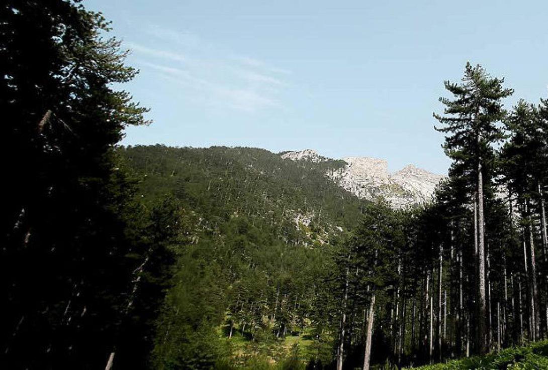 dasos-620x419.jpg