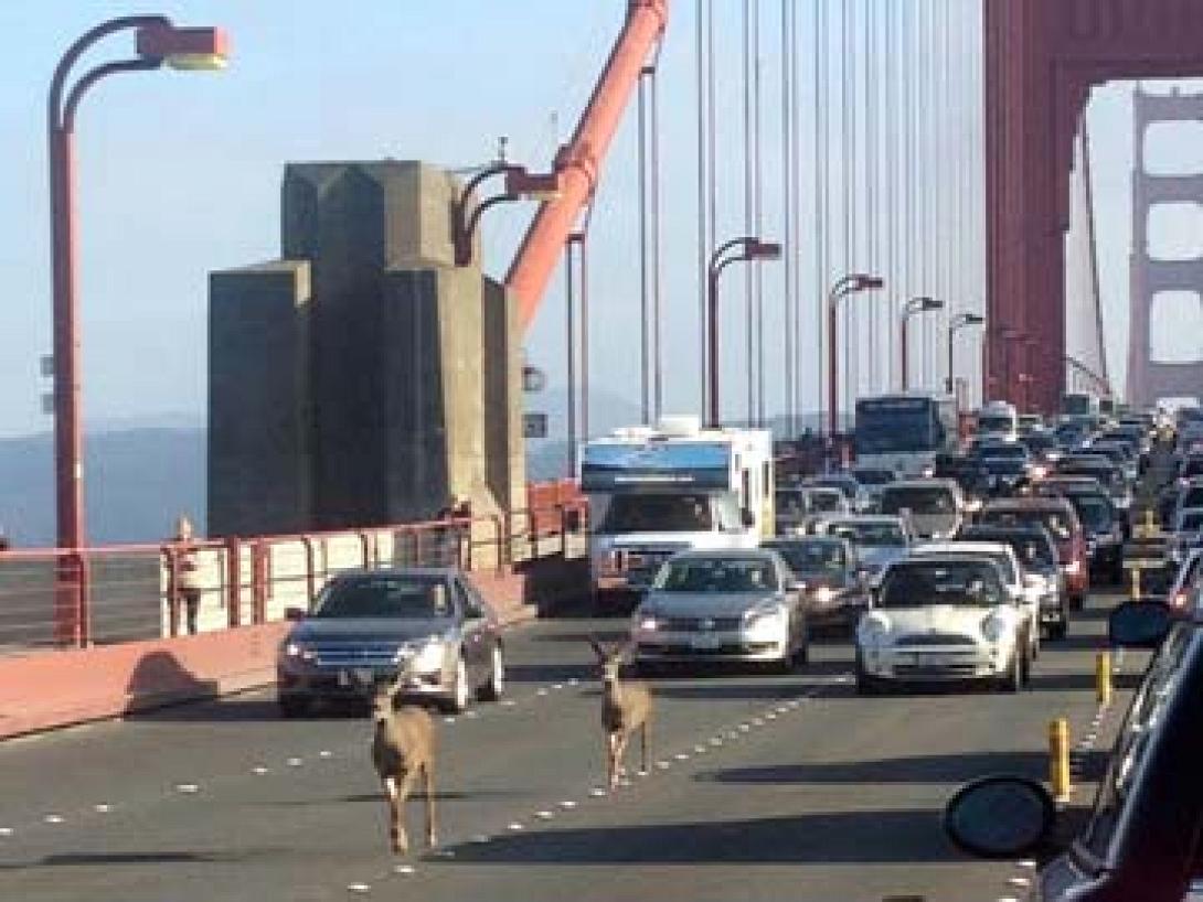 Δυο ελάφια προκαλούν κυκλοφοριακό χάος στο Σαν Φρανσίσκο! (βίντεο)