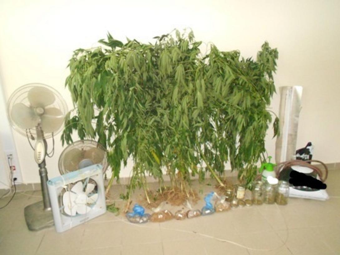 dendrillia3.jpg