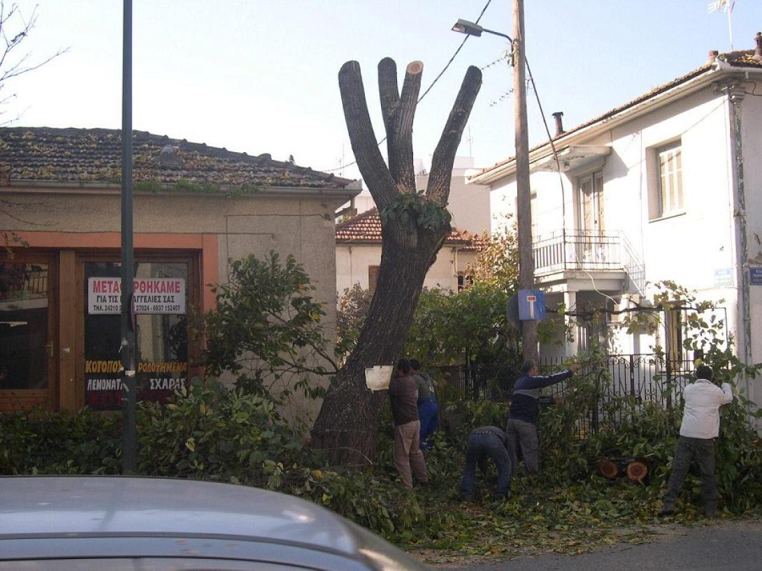dendtro.jpg