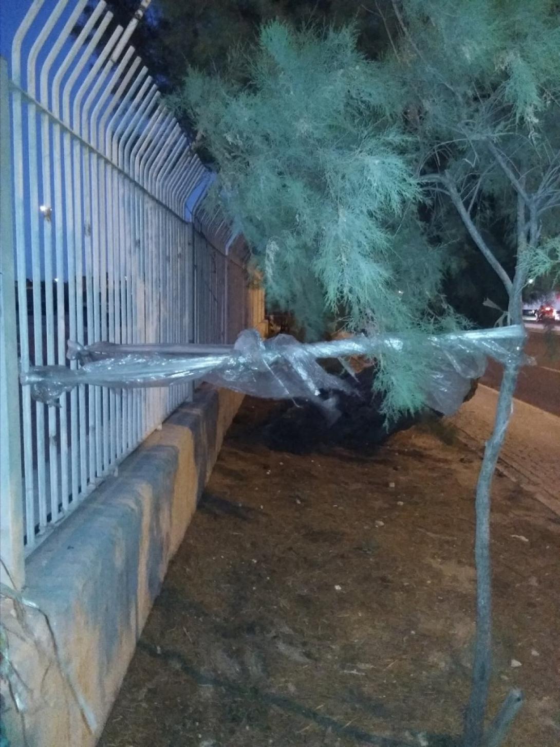 δέντρα