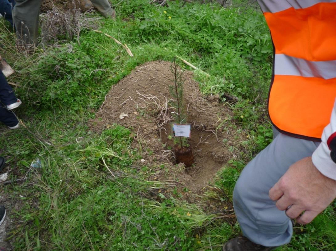 Δεντροφύτευση από τον Πολιτιστικό Σύλλογο Σταυρακίων