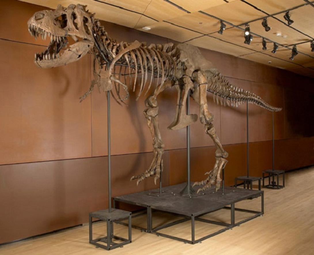 σκελετος δεινοσαυρου