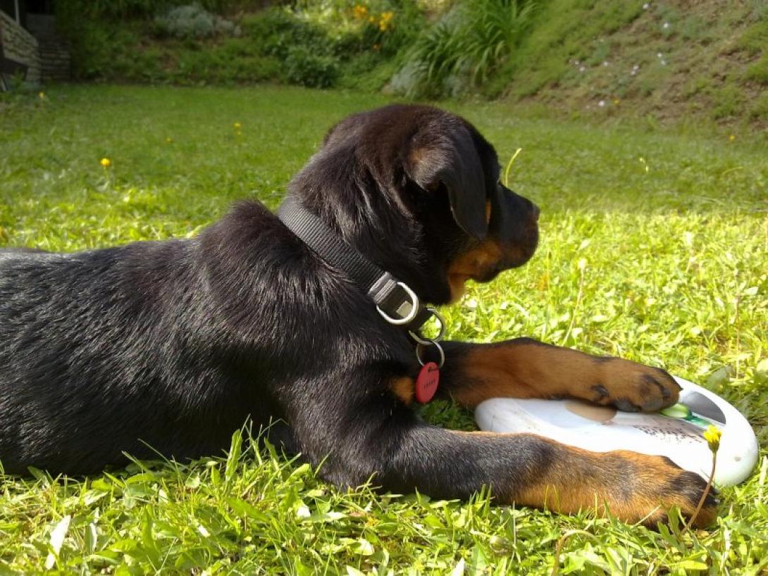 dog-1979062_1280.jpg