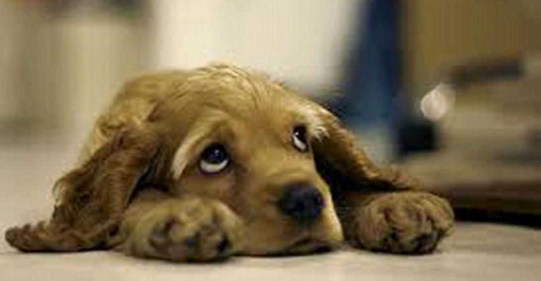 dog.jpg