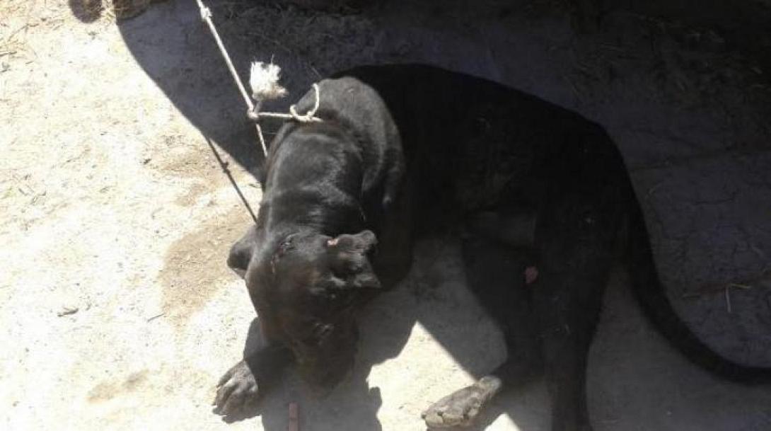 Χανιά: Πυροσβέστες απεγκλώβισαν σκύλο από χαντάκι