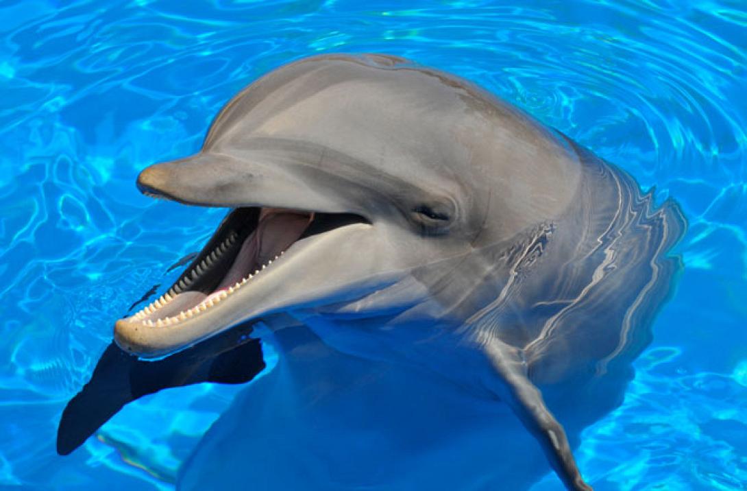 dolphins.jpg