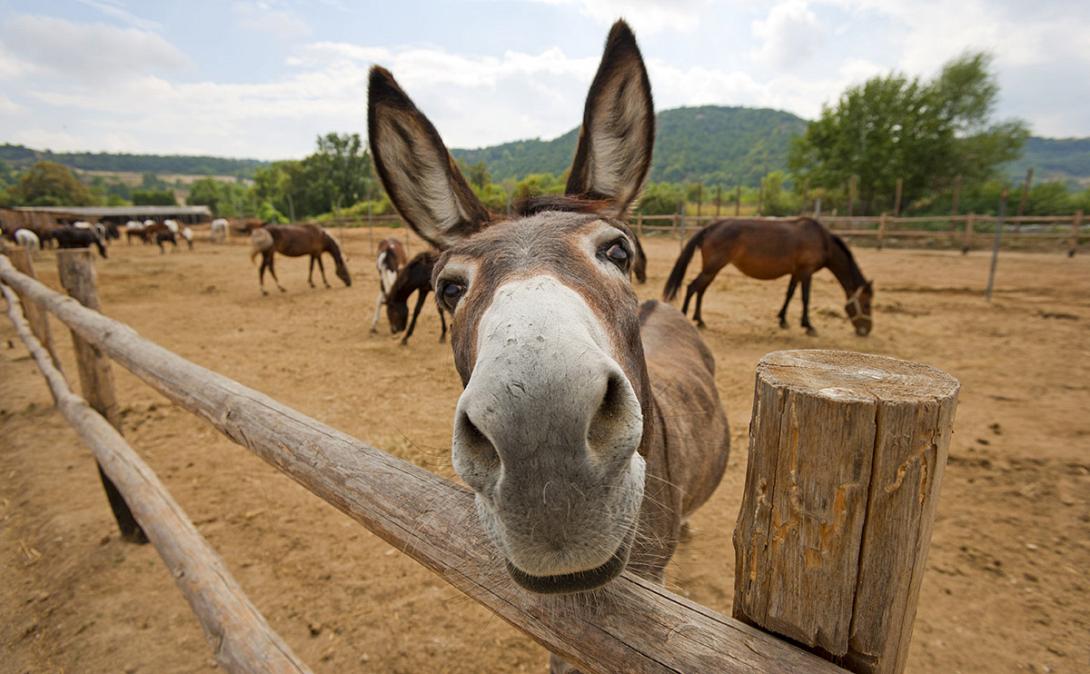 donkey