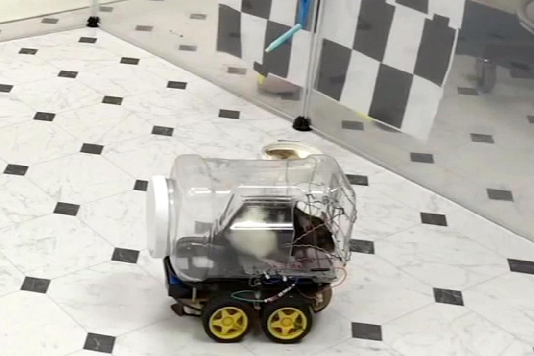 drivingrats_v_251019.jpg
