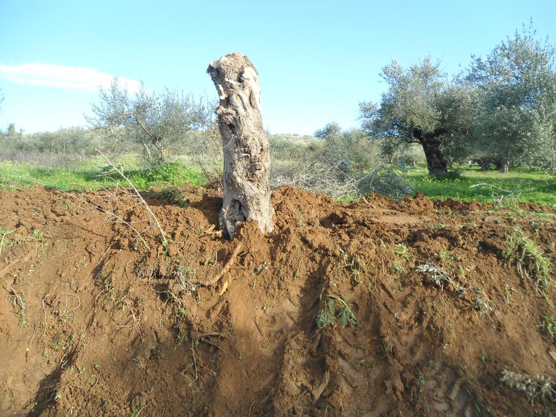 Ξαναφύτεψαν το μνημειακό ελαιόδεντρο στο Θραψανό