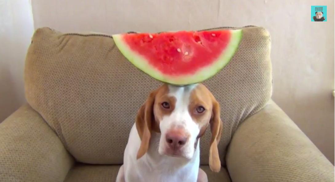 Ισορροπώντας 100 φρούτα σε 100 δευτερόλεπτα! (βίντεο)