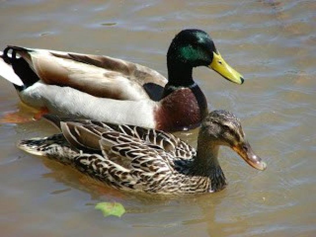 ducks.jpg