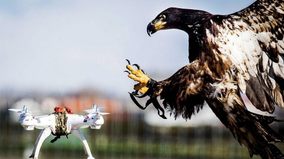 eagle-catching-drone.jpg