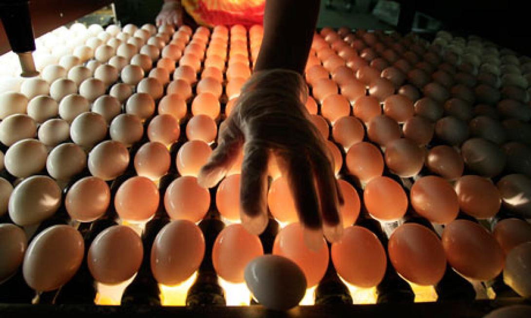eggs-006.jpg