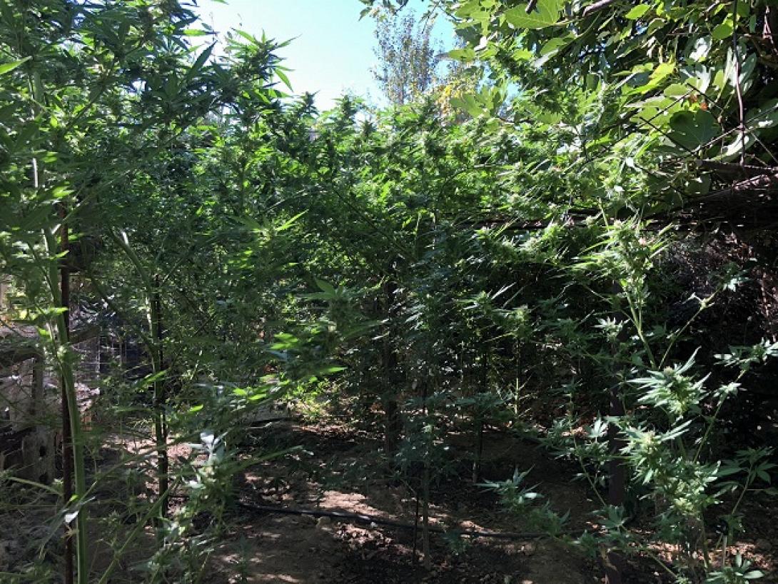 Καλλιέργεια κάναβης