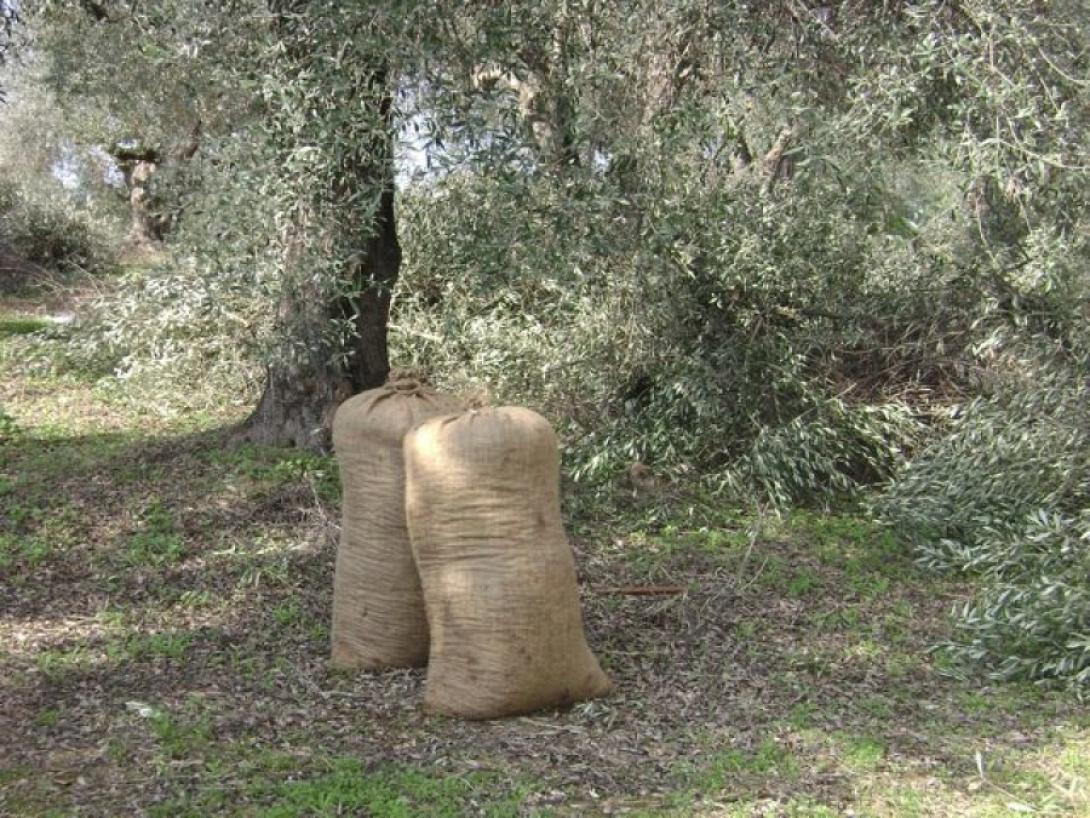 Εκπαιδευτικές ημερίδες για την ελιά
