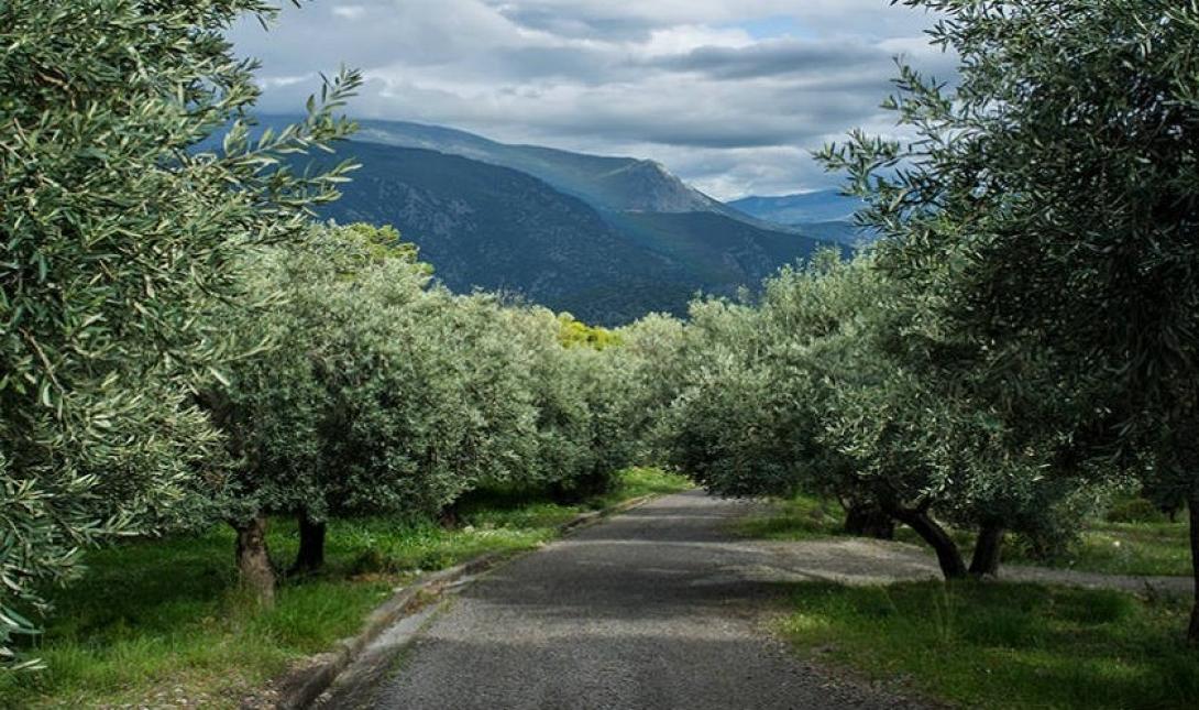elaionas-1200x500-1200x500.jpg