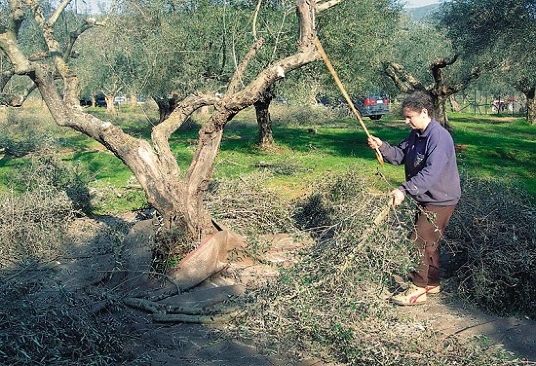 Την αποζημίωση των ελαιοπαραγωγών της Βιάννου ζητά ο Λ. Αυγενάκης