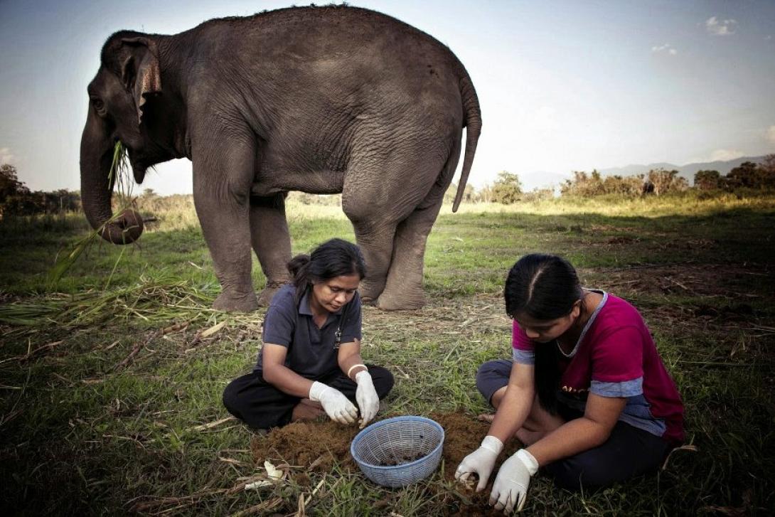 ελεφαντες βιετναμ.jpg