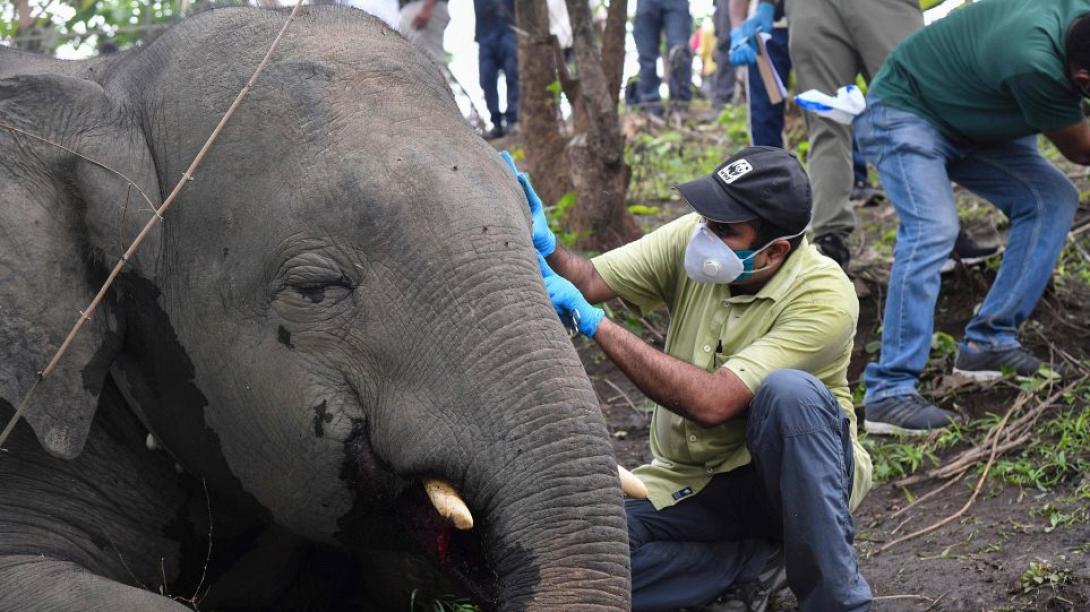 νεκρος ελεφαντας