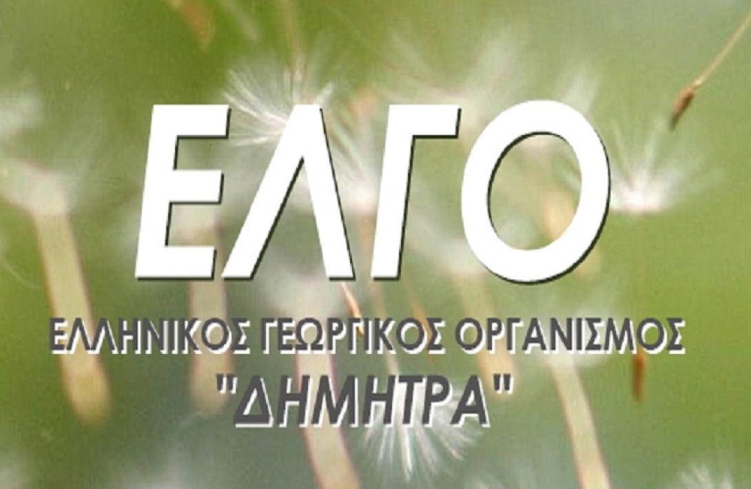 elgo.jpg