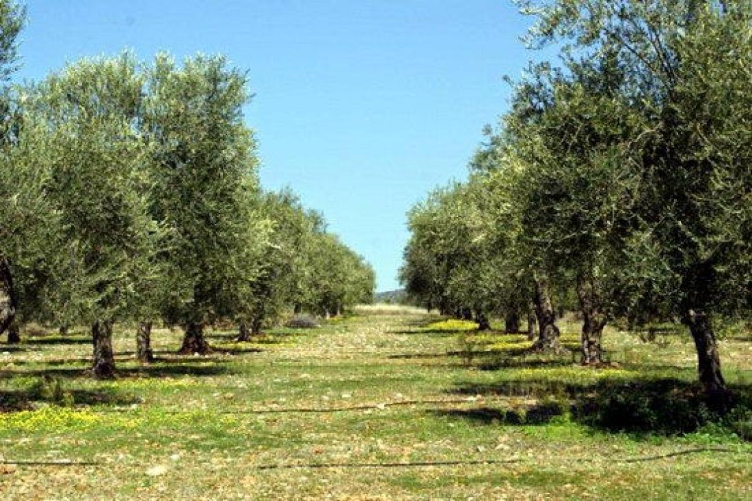 Παρέμβαση Αυγενάκη για την ελαιοκαλλιέργεια και τη νέα ΚΑΠ