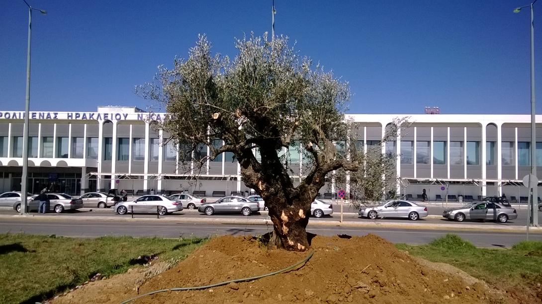 Μία ελιά 700 ετών &quot;καλωσορίζει&quot; τους επισκέπτες στο αεροδρόμιο Ηρακλείου!