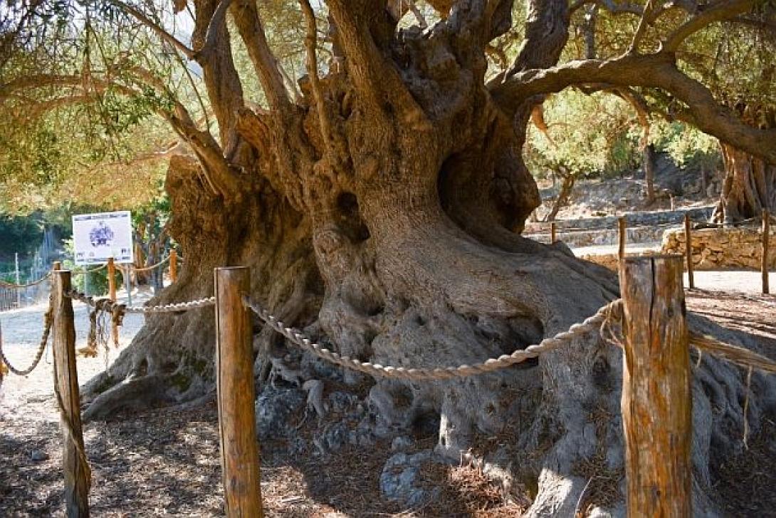 ελια καβουσιου