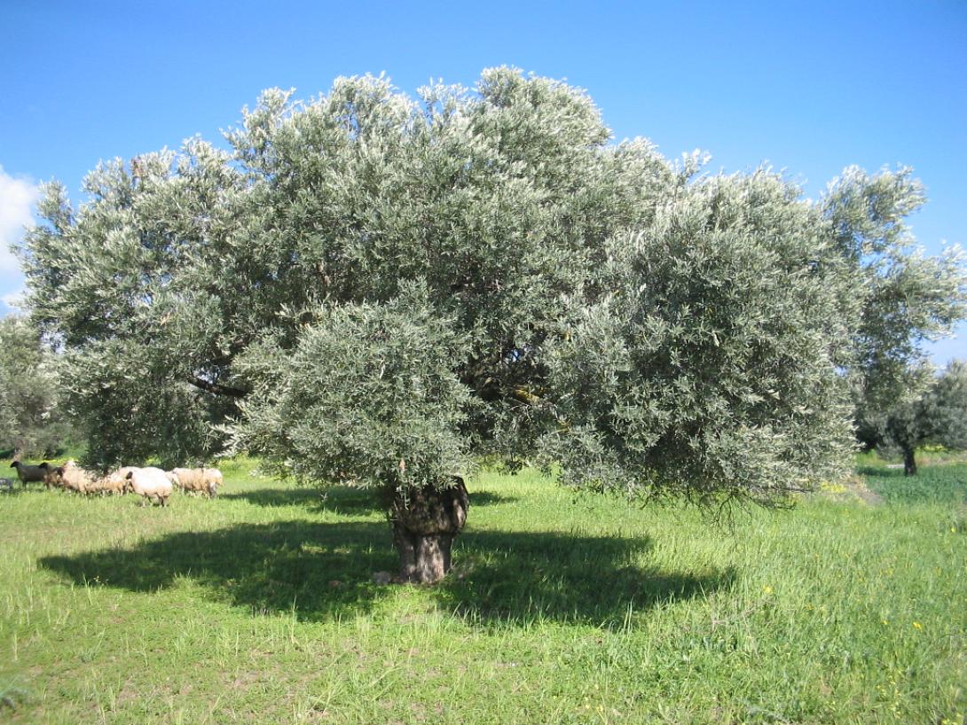 λιοφυτο