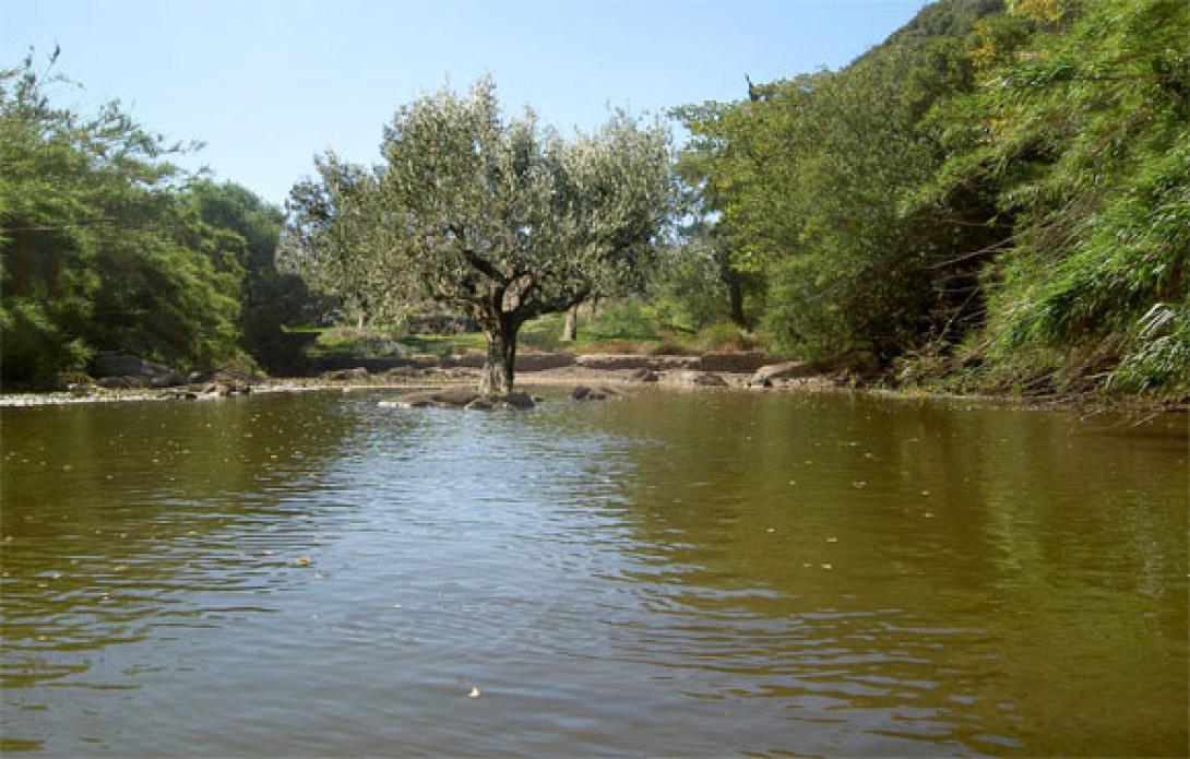 Μια Ελιά... ΣΥΡΙΖΑ στο Ποτάμι!