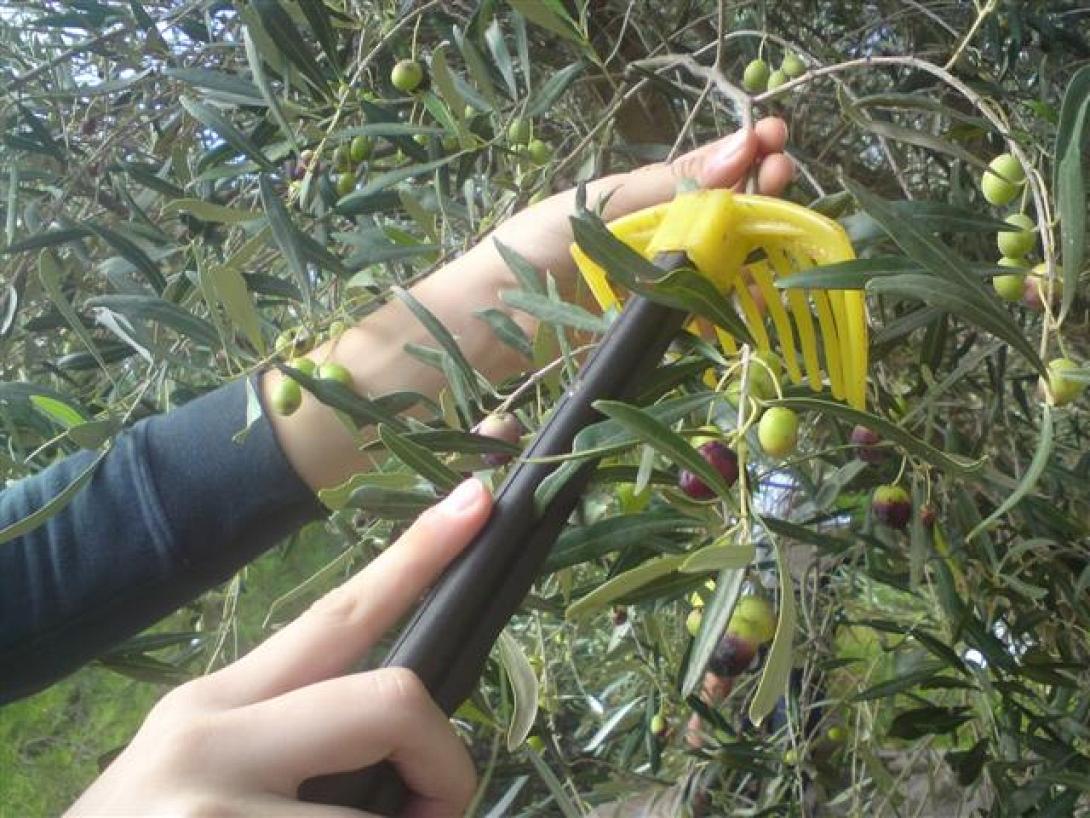 Παρέμβαση Αυγενάκη για την ακαρπία στις ελιές 
