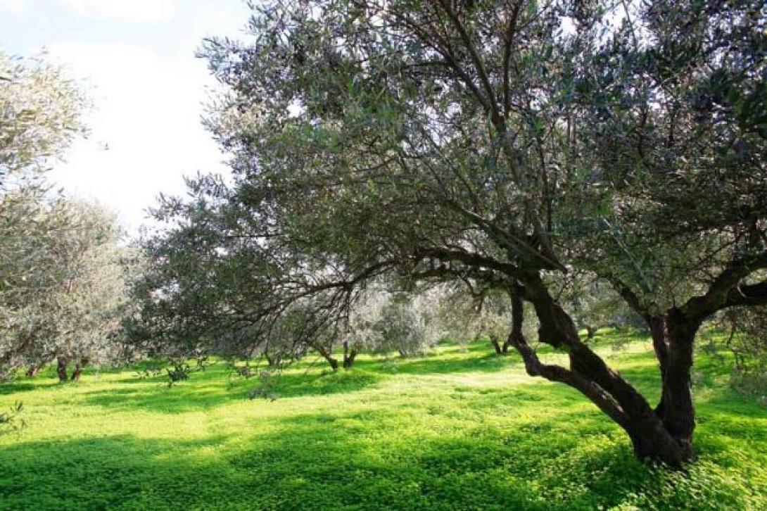 Προσεχώς το επιστημονικό πόρισμα για την ακαρπία στις ελιές της Κρήτης